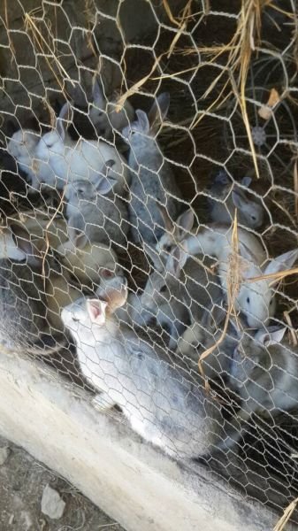 Rabbits for sale. Bulawayo