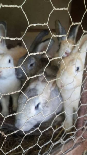 Rabbits for sale. Bulawayo