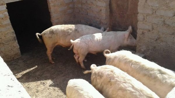 Weaner pigs, gilts, serviced gilts and porkers for sale