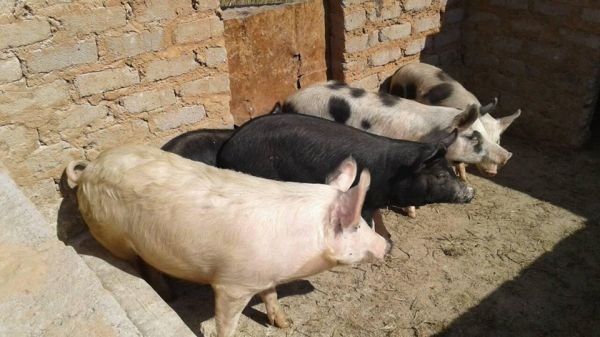 Weaner pigs, gilts, serviced gilts and porkers for sale