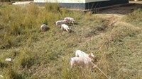 Weaner pigs, gilts, serviced gilts and porkers for sale