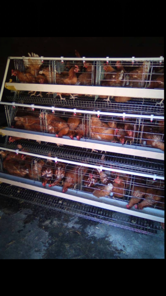 Chicken & Rabbit cages - Bulawayo