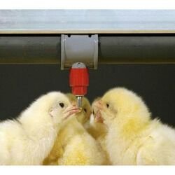 Chicken nipple drinkers - Bulawayo