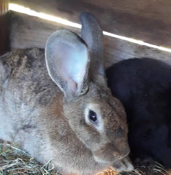 Rabbits (bucks) for sale in Harare