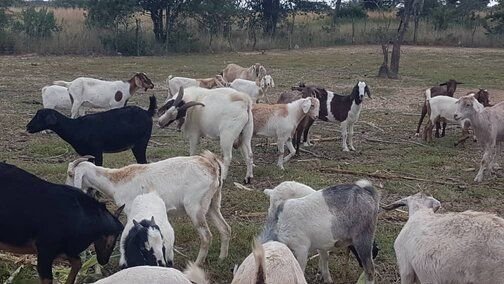 Matebele goat breeds for sale