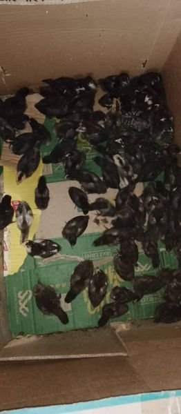 **Available Chicks For Sale* UPDATE UPDATE UPDATE *Breed* BLACK AUSTRALORP