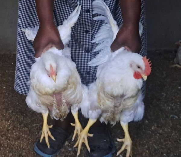 Fresh Dressed Broiler Chickens for Sale!