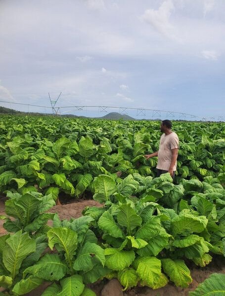 Chinhoyi 200 hectare farm for lease