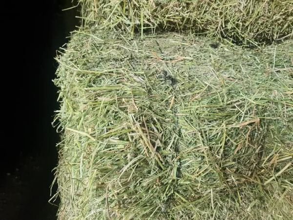 Alfalfa / Lucerne Hay Bales
