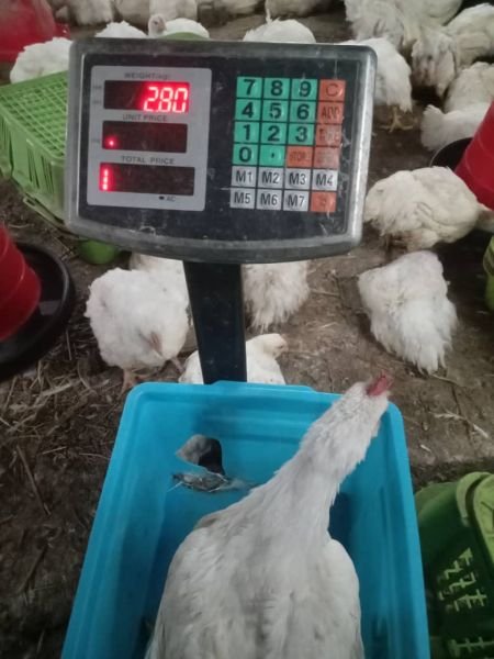 LIVE BROILERS - BULAWAYO