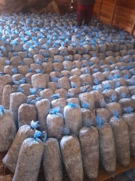 3kg Ready to fruit Oyster Mushroom kits