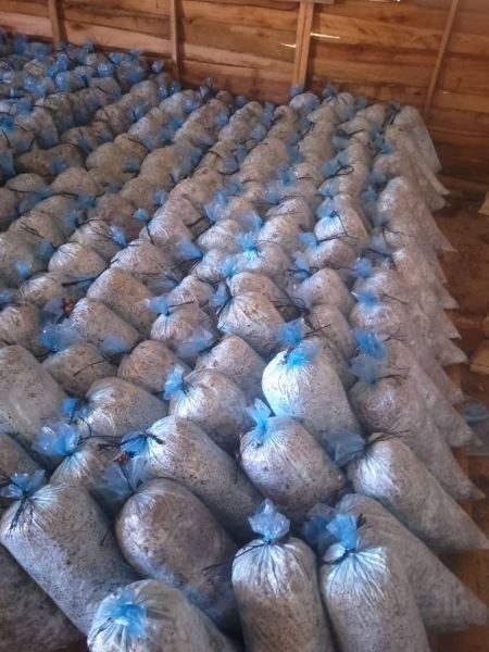 3kg Ready to fruit Oyster Mushroom kits