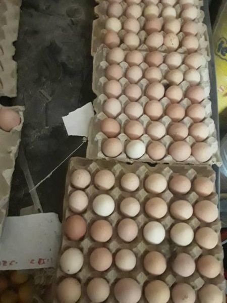 Black Australorp fertile eggs for sale