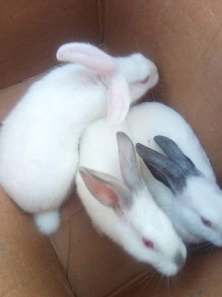 Rabbits for sale