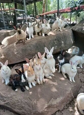 Various rabbit breeds for sale