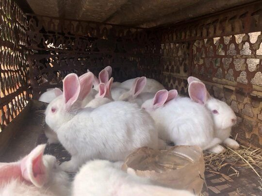 Various rabbit breeds for sale