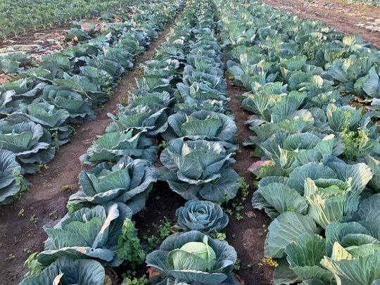 Bat Guano 100% organic fertilizer