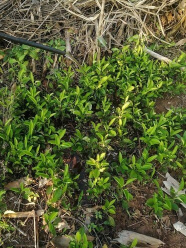 Naartjies tree seedlings