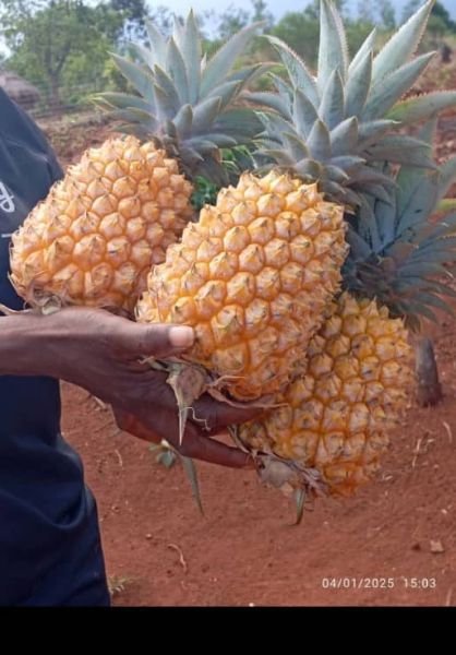 Pineapple seedlings for sale