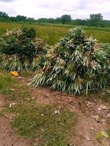 Pineapple seedlings for sale