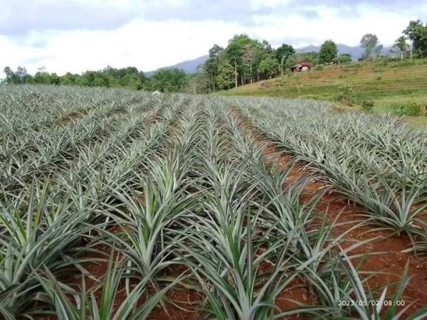 Pineapple seedlings for sale