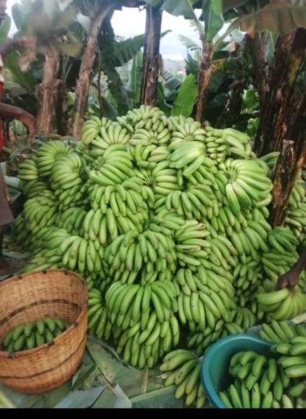 Banana seedlings for sale.