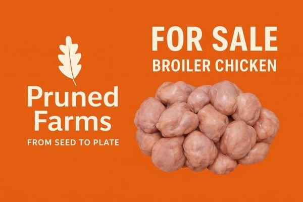 Broiler chickens for sale