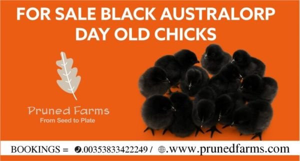 Black Australorp chicks for sale