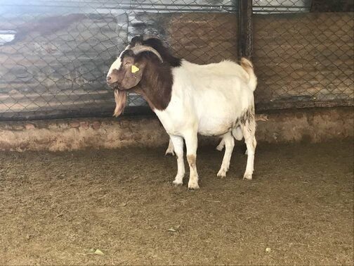 Boer Goats for Sale