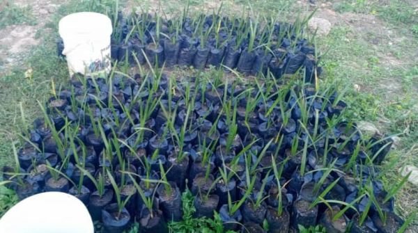 Date palm plants for sale