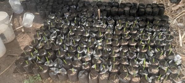 Date palm plants for sale