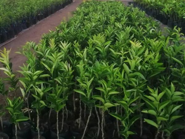 Orange seedlings for sale
