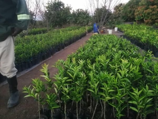 Orange seedlings for sale