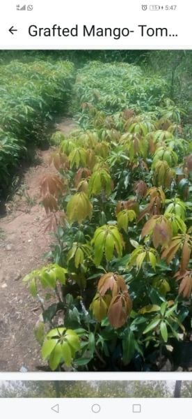 Mango seedlings for sale