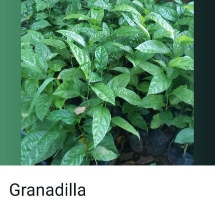 Granadilla seedlings