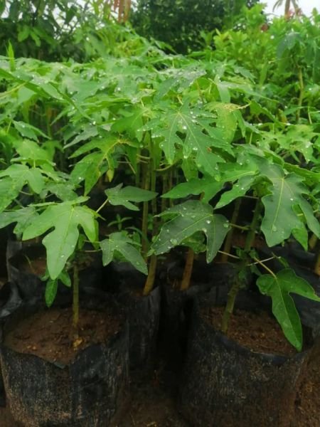 Fruit tree seedlings for sale