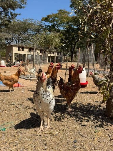 Sasso Road Runner Chickens for Sale!