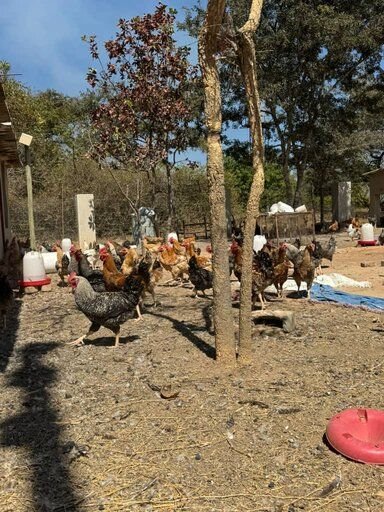 Sasso Road Runner Chickens for Sale!