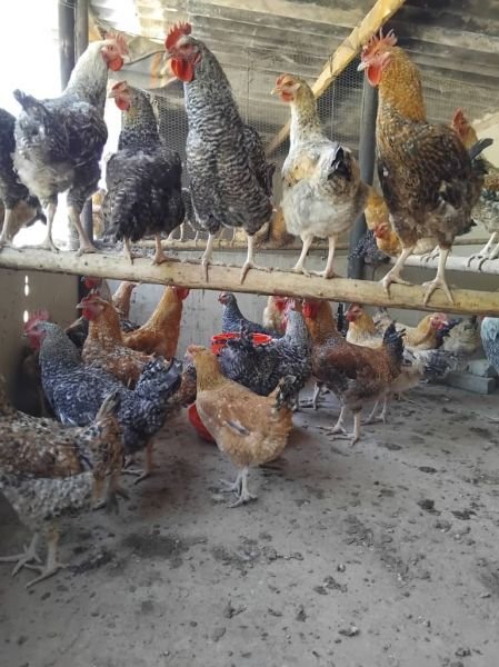 Sasso Road Runner Chickens for Sale!