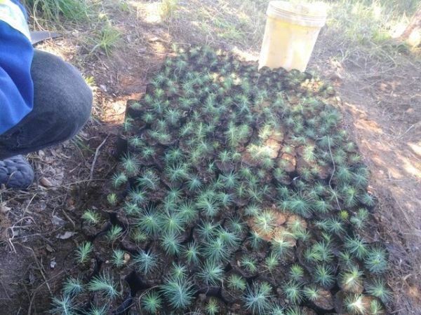 Pine tree seedlings for sale
