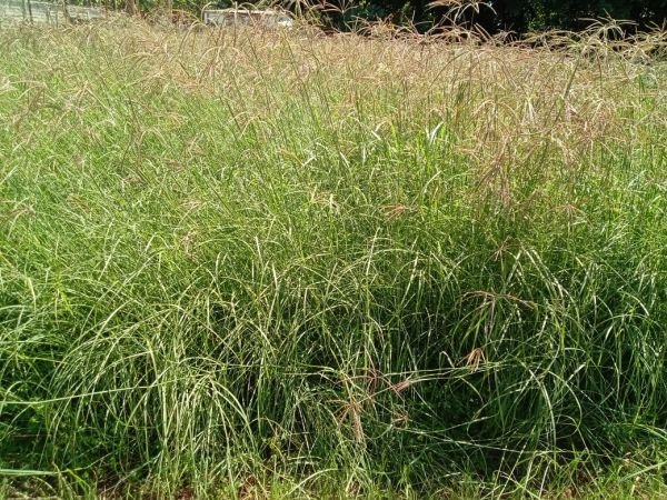 Katambora Rhodes grass