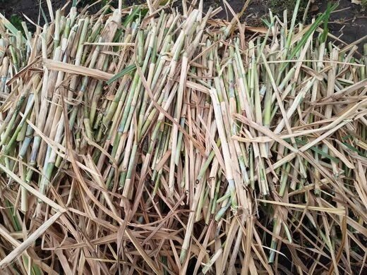 Bana / Napier grass pasture, fodder