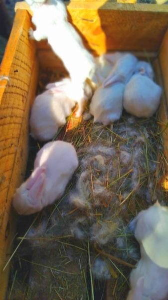 Rabbits available for sale