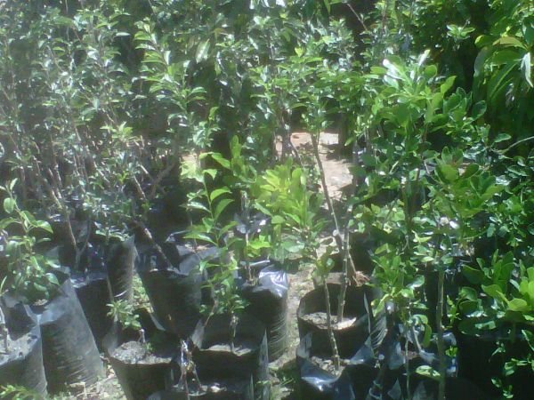 Selling fruit nursery