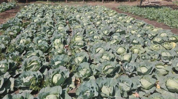 1000 Head Cabbage and 100-200 Bundles Rape Hobson