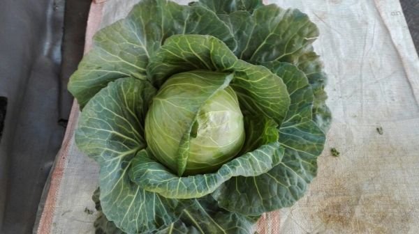 1000 Head Cabbage and 100-200 Bundles Rape Hobson