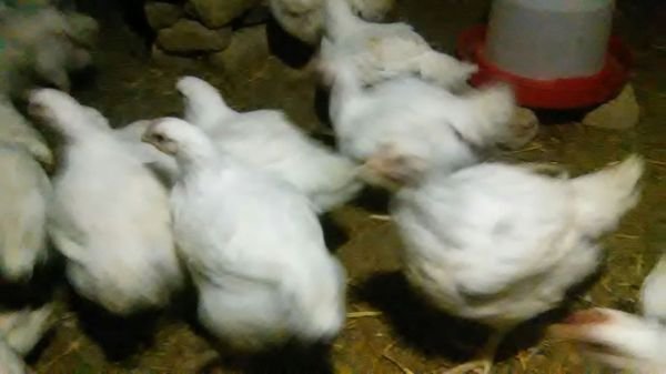 For big and tasty broiler chickens for sale - HARARE